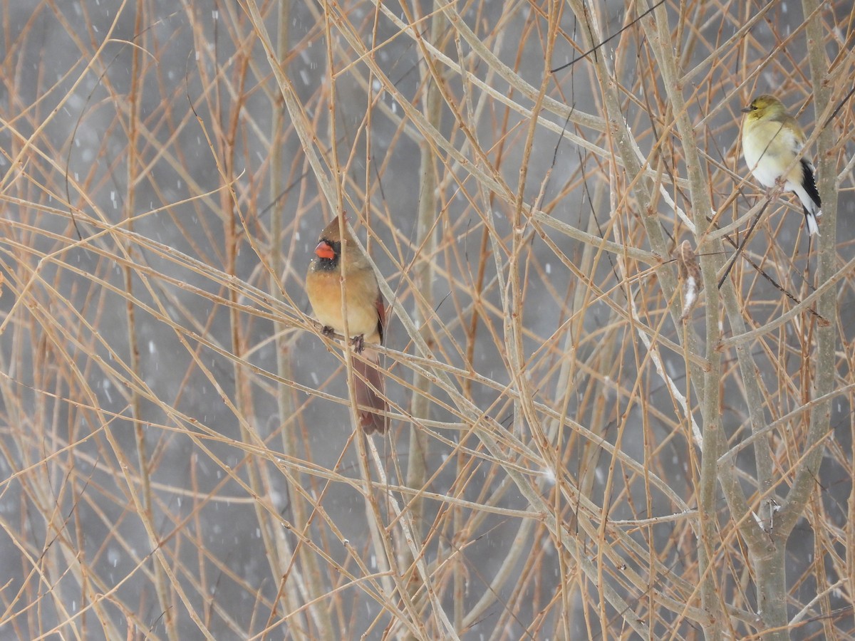 Northern Cardinal - ML646653651