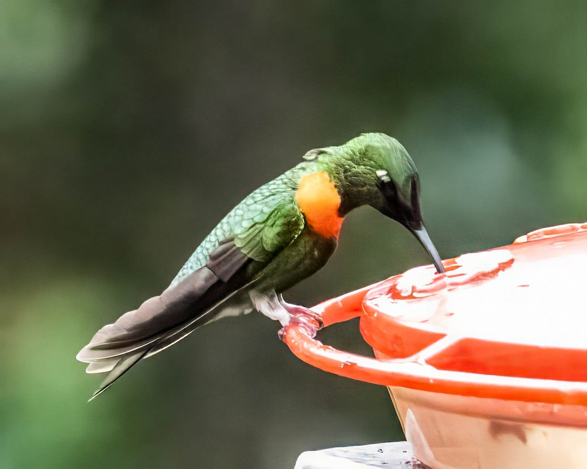 Brillante Pechicastaño - ML646653653