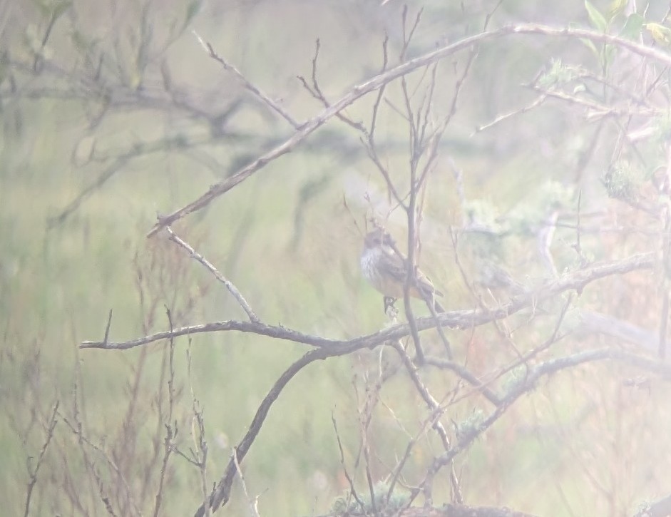 Vermilion Flycatcher - ML646653654