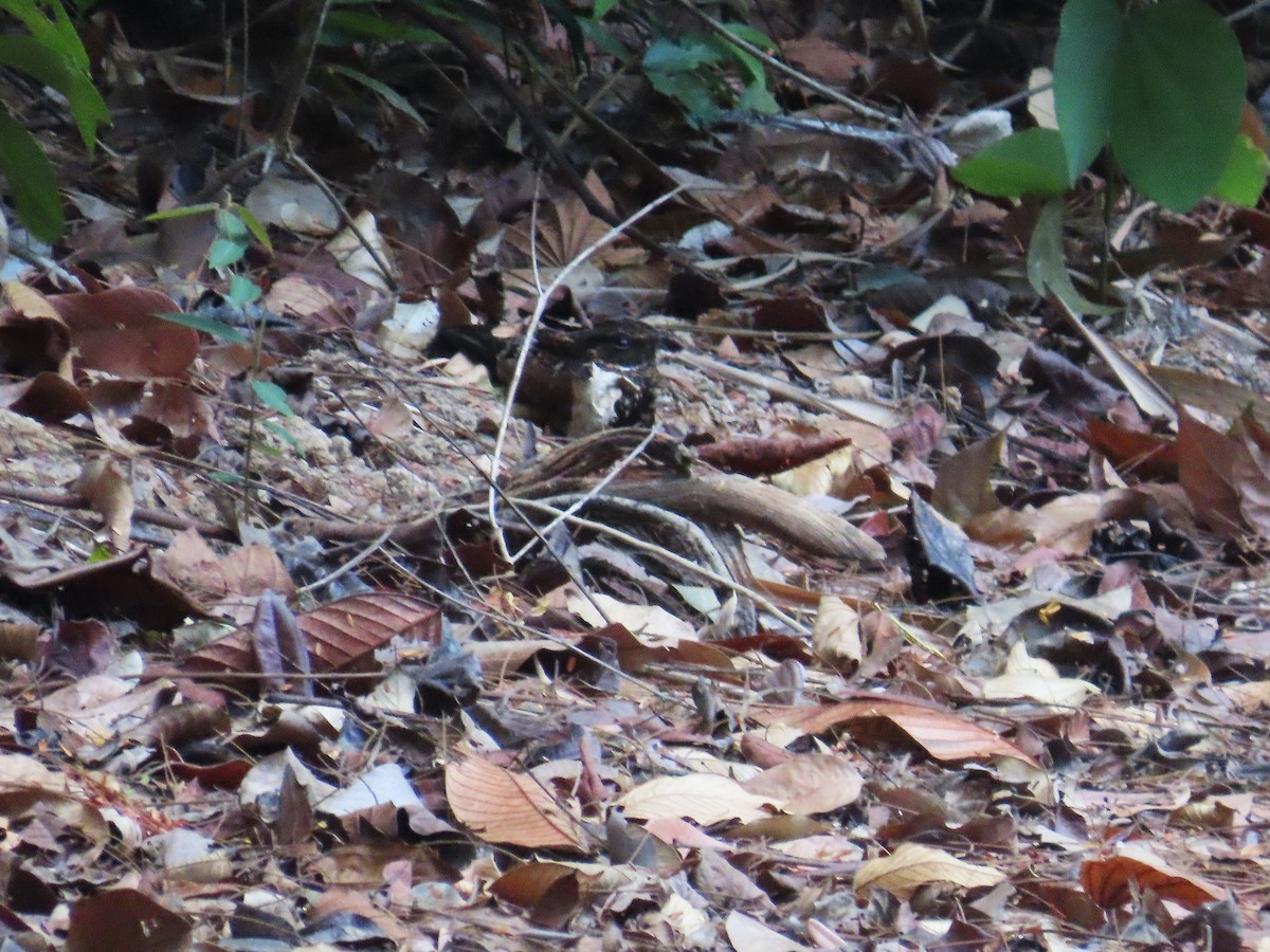 Дрімлюга траурний - ML646653655