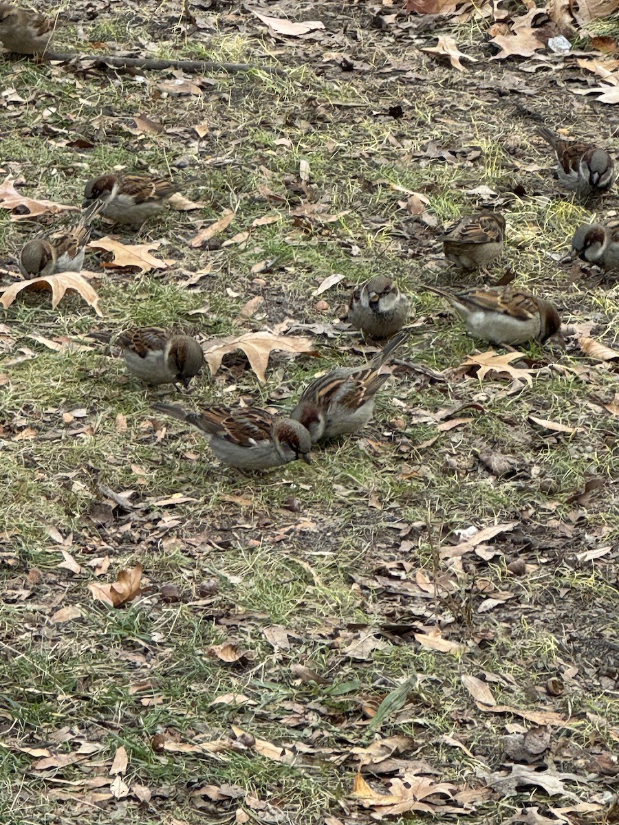 House Sparrow - ML646653656
