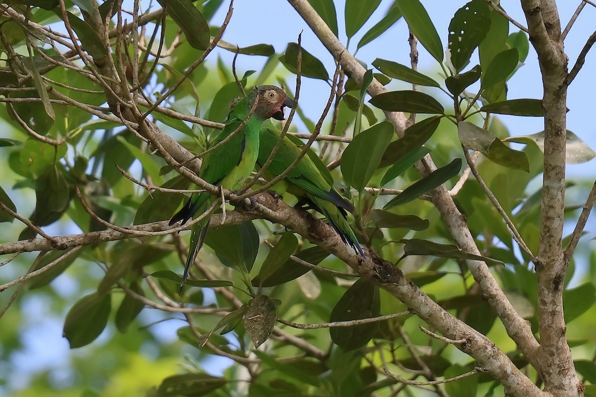 Dusky-headed Parakeet - ML646653658