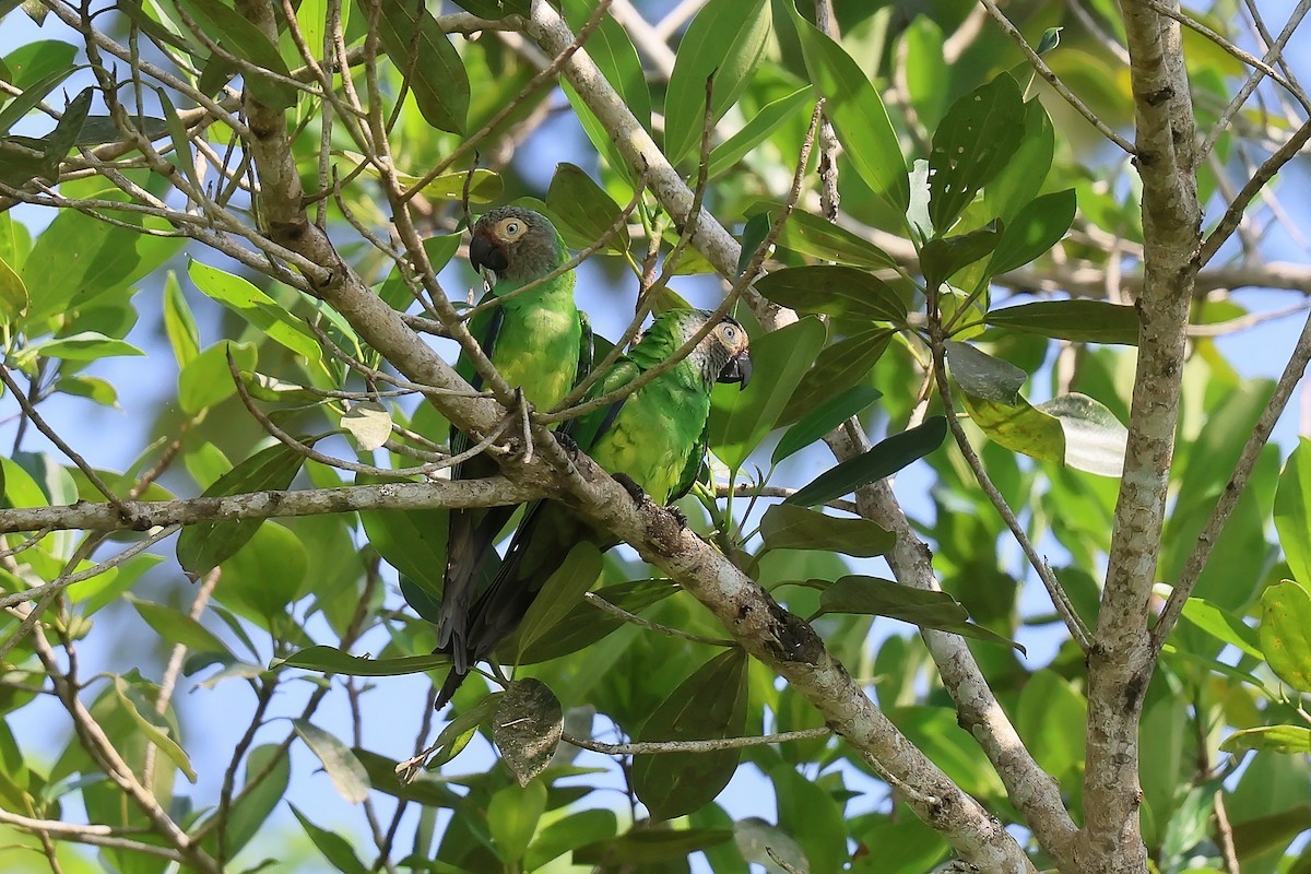 Dusky-headed Parakeet - ML646653660