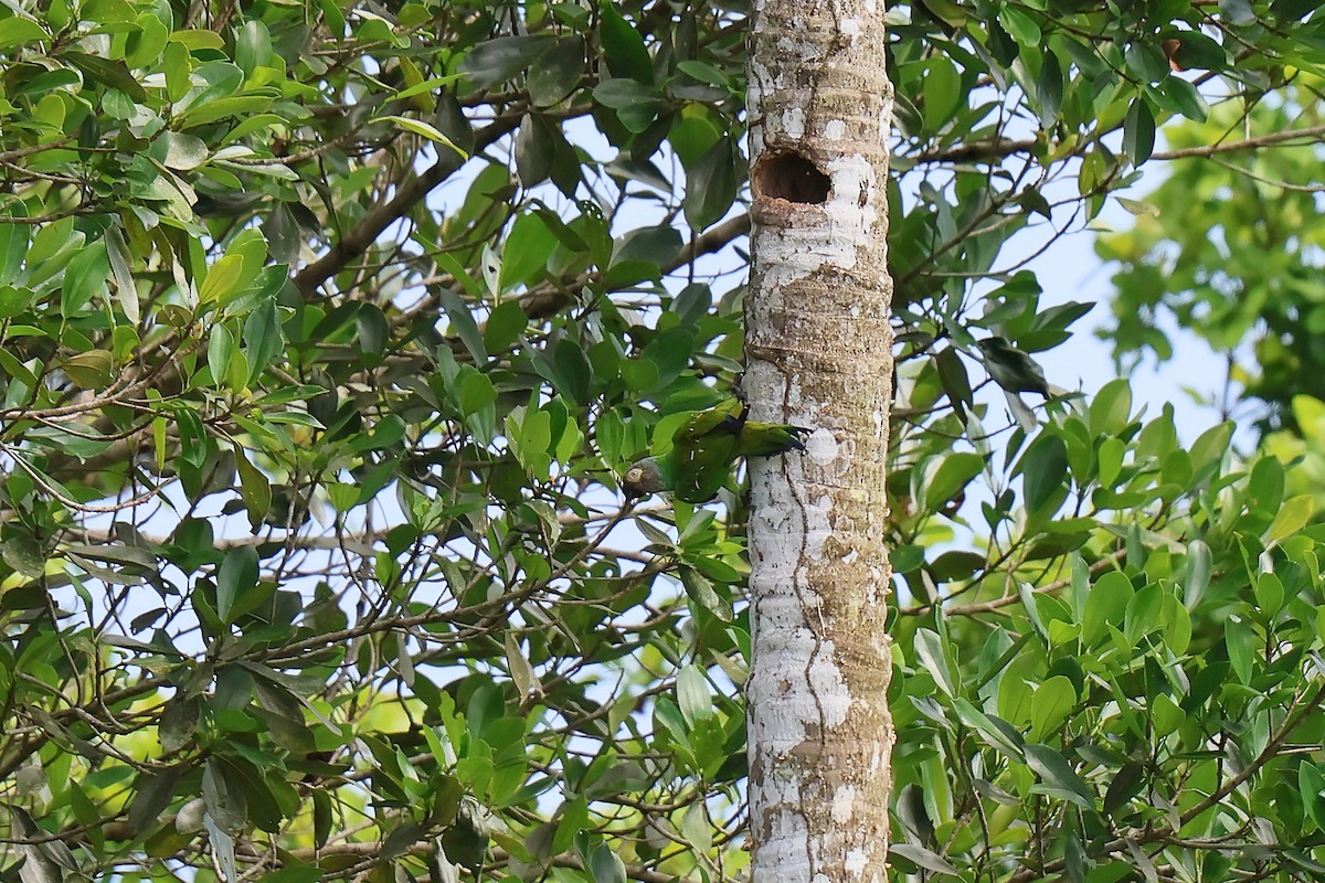 Dusky-headed Parakeet - ML646653666