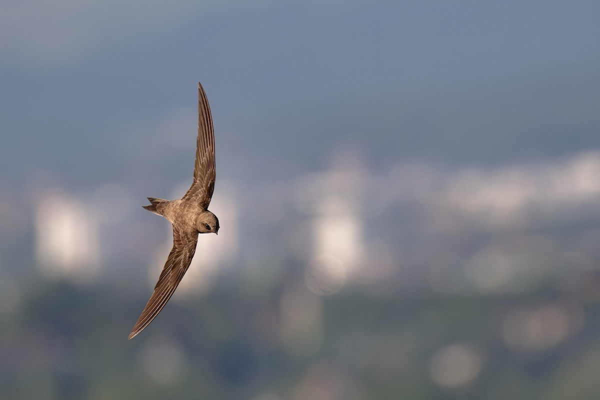 Malkar-sorbeltza - ML646653667