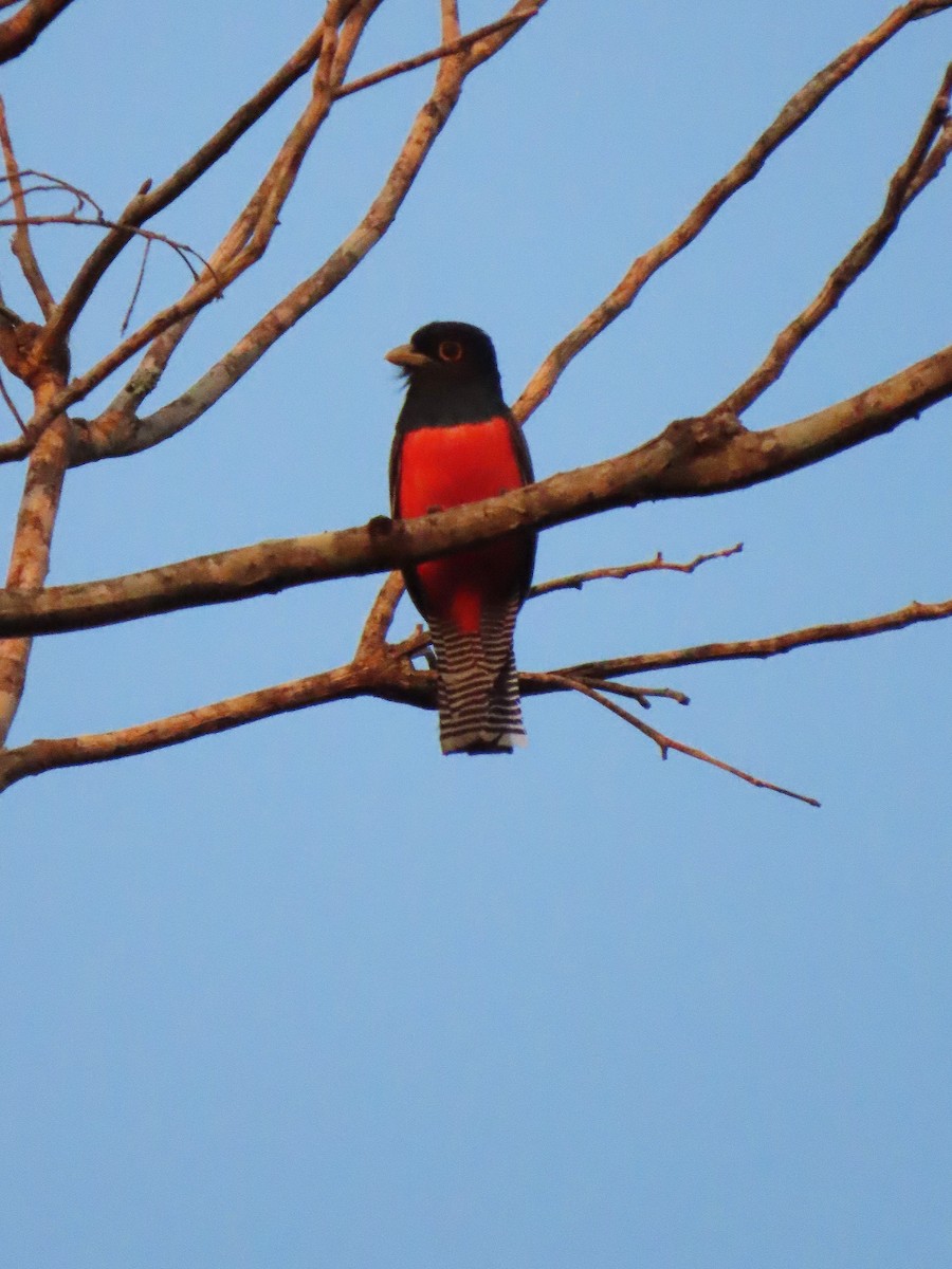 Курукуї - ML646653668