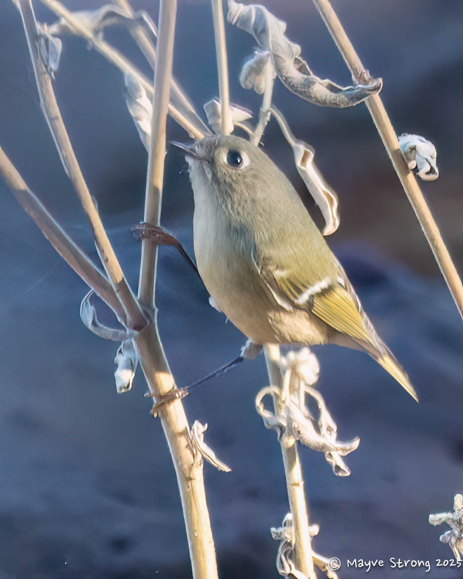 Ruby-crowned Kinglet - ML646653669