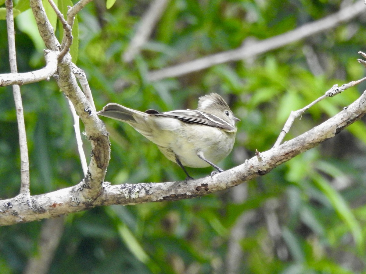 White-crested Elaenia - ML646653671