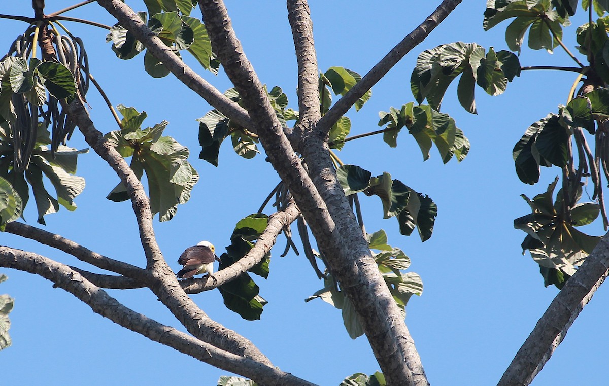 White Woodpecker - ML646653672
