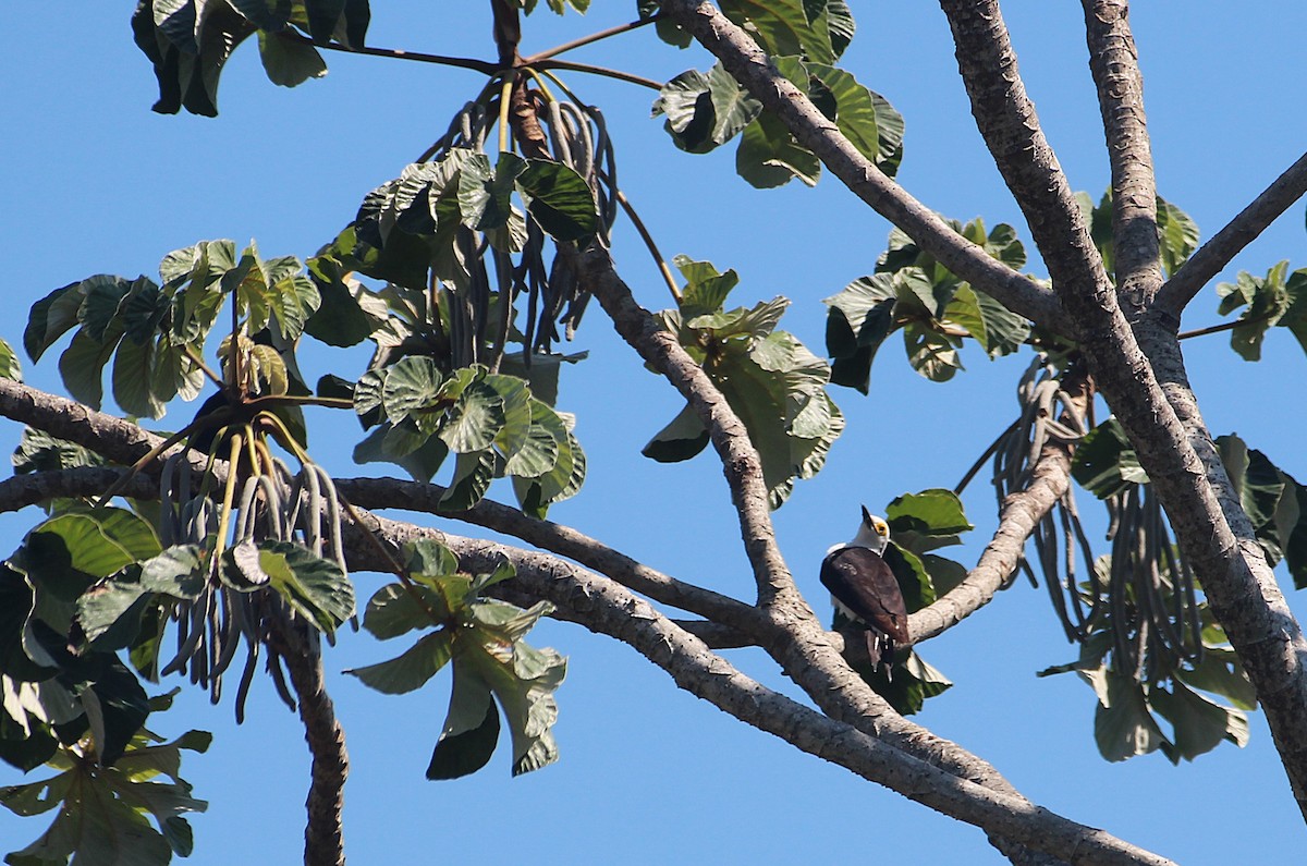 White Woodpecker - ML646653673
