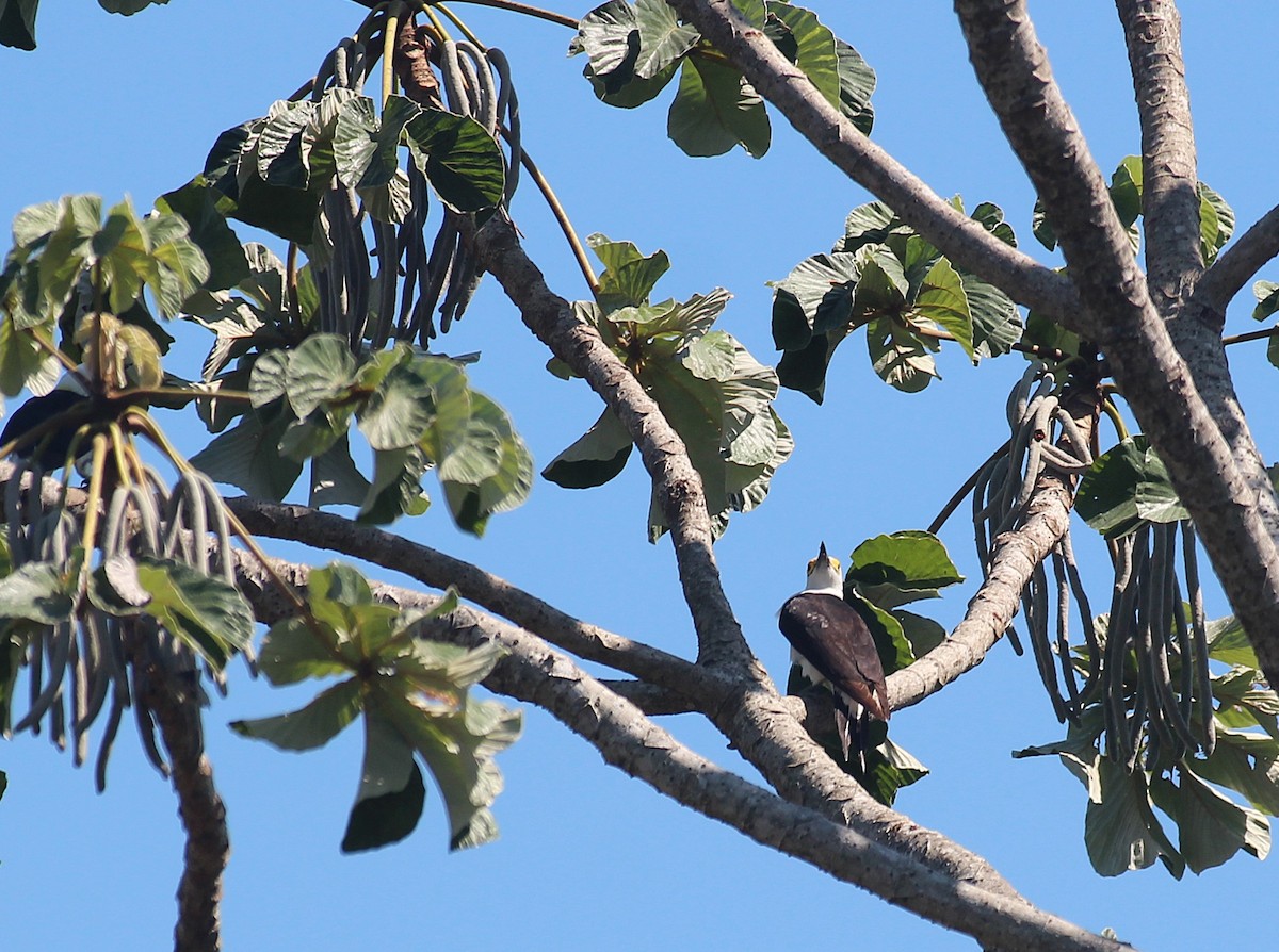 White Woodpecker - ML646653674