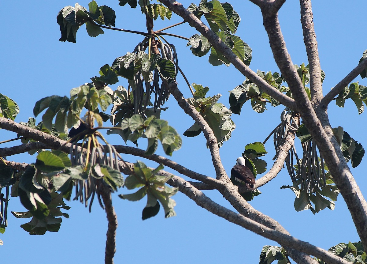 White Woodpecker - ML646653675