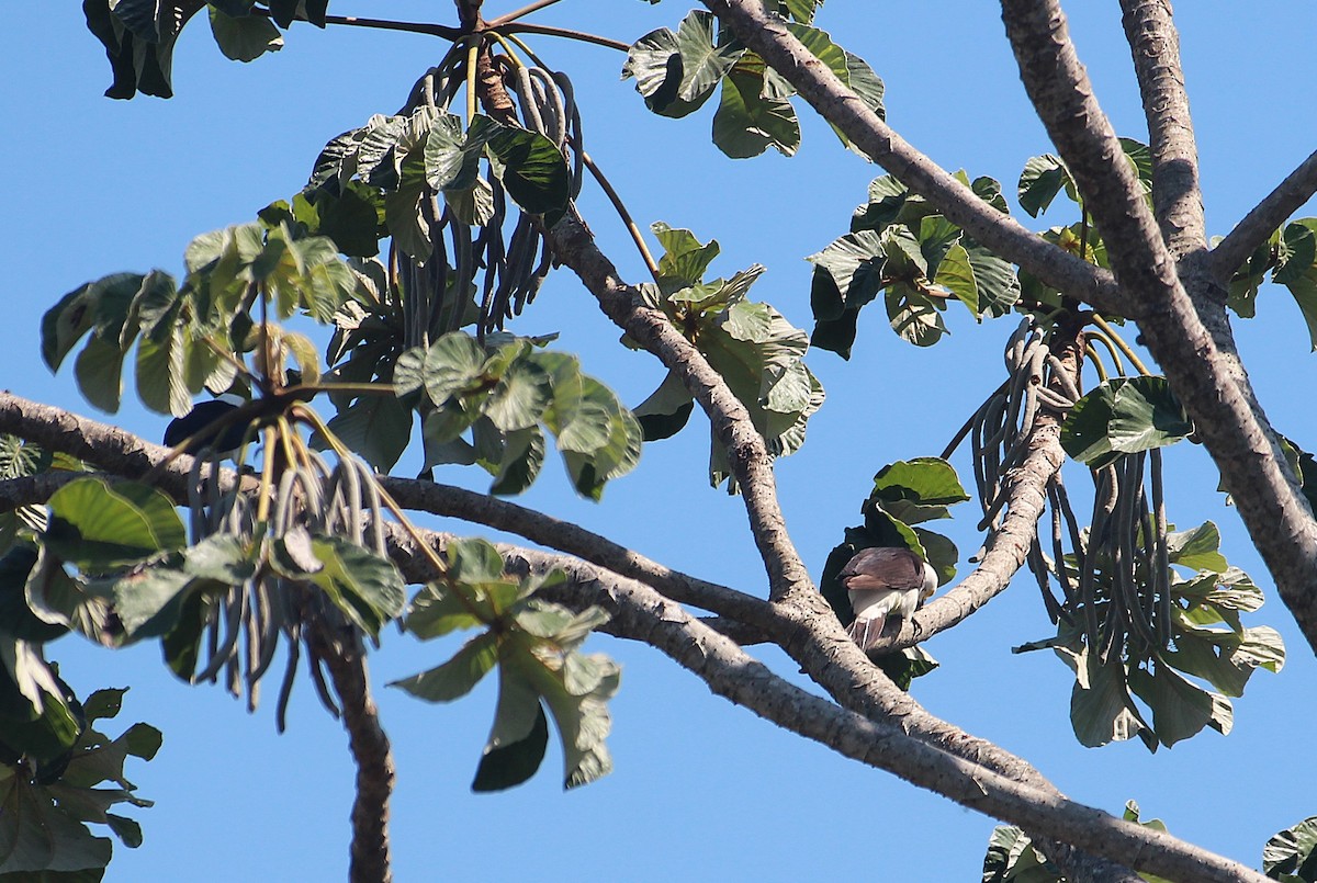 White Woodpecker - ML646653676