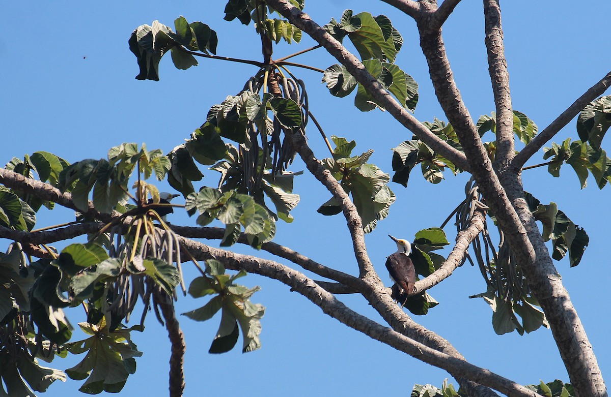 White Woodpecker - ML646653677