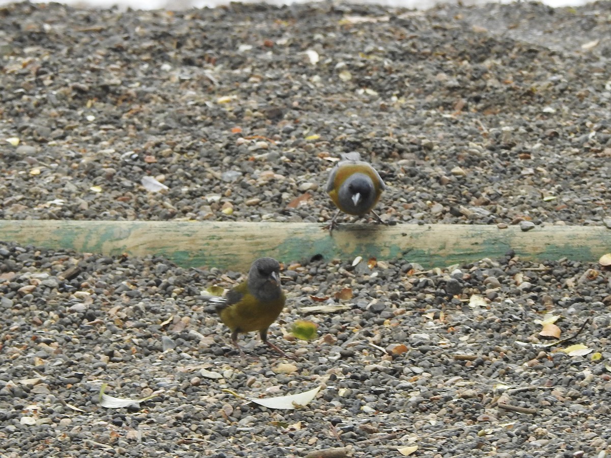 Patagonian Sierra Finch - ML646653680