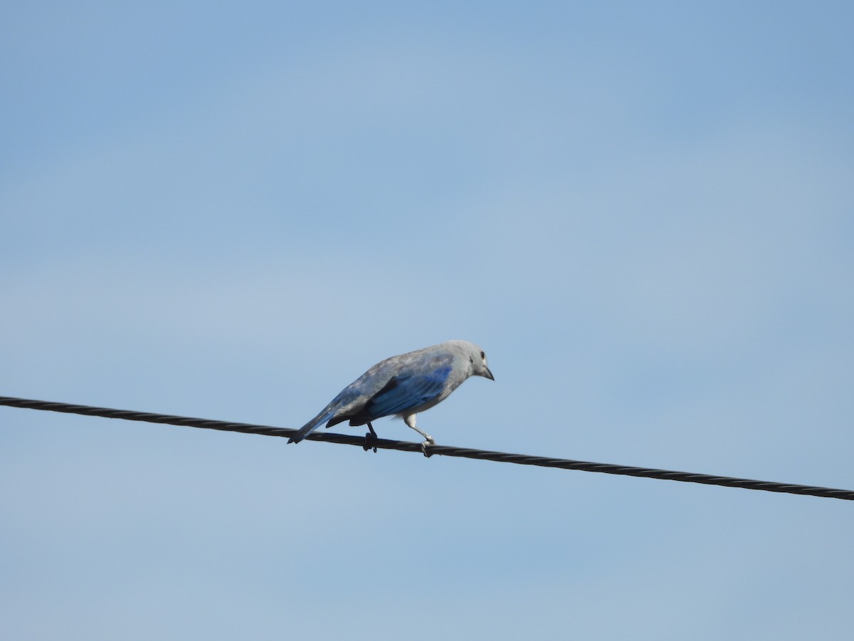 Blue-gray Tanager - ML646653681
