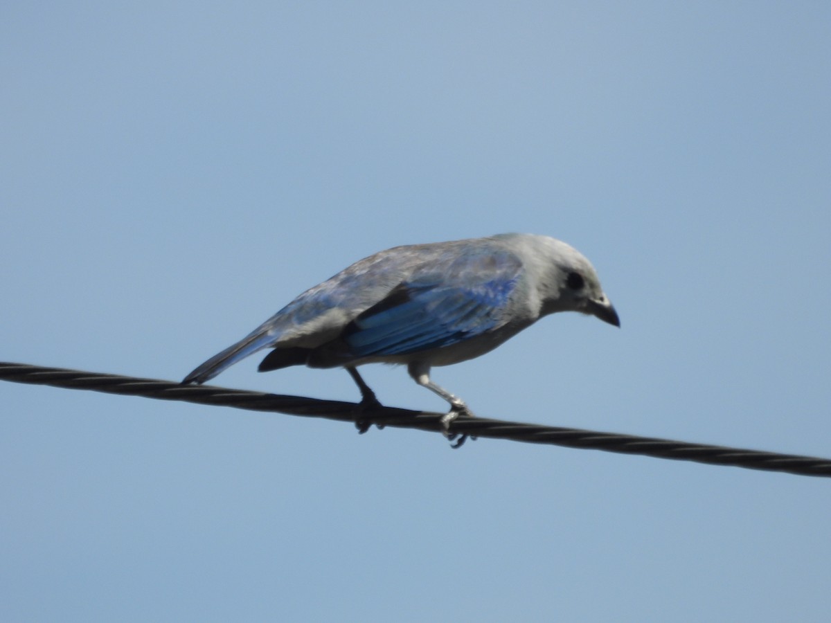 Blue-gray Tanager - ML646653682