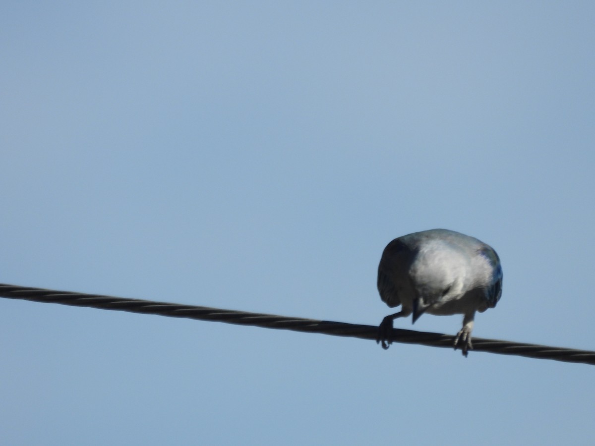 Blue-gray Tanager - ML646653683