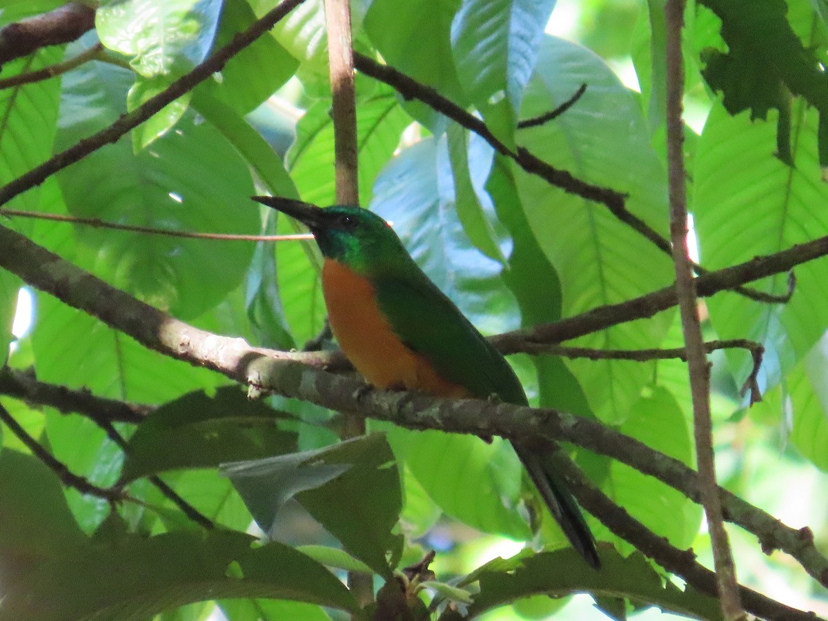 Якамара велика - ML646653684