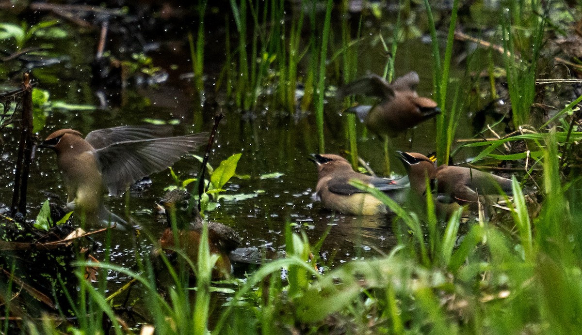 Cedar Waxwing - ML646653685