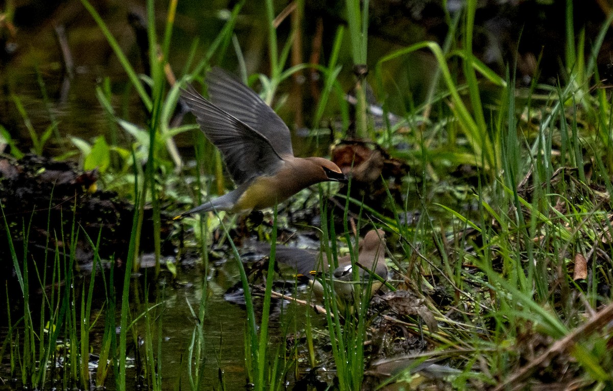 Cedar Waxwing - ML646653686
