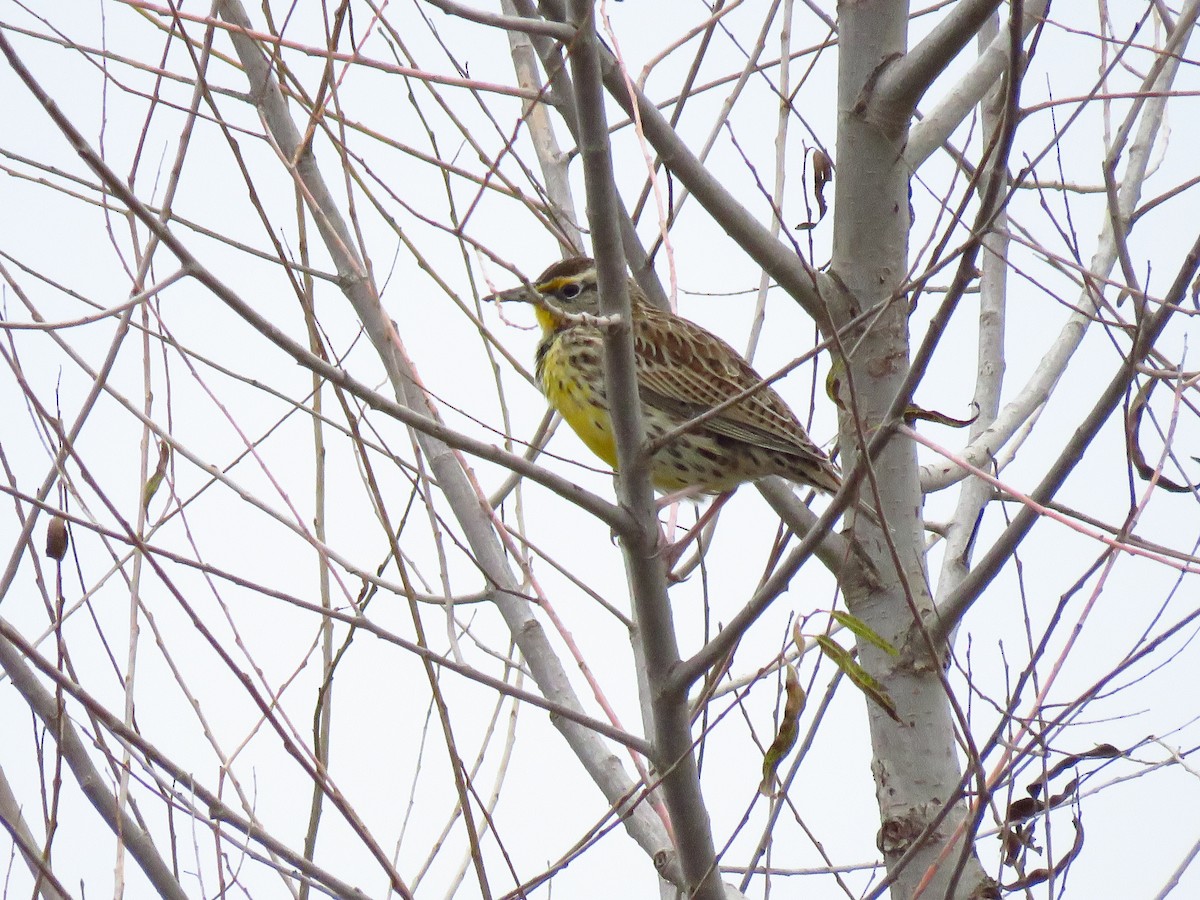 Western Meadowlark - ML646653689