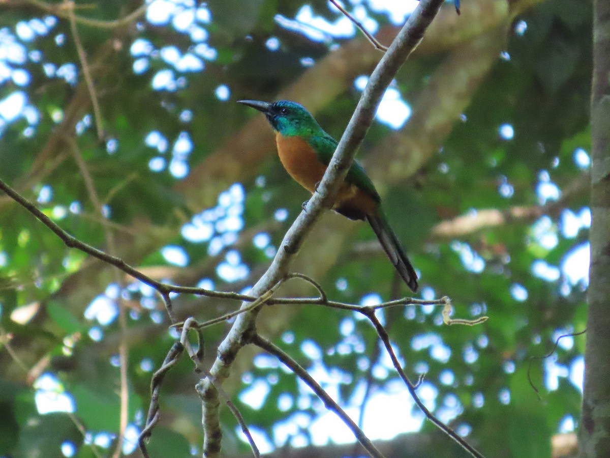 Якамара велика - ML646653699