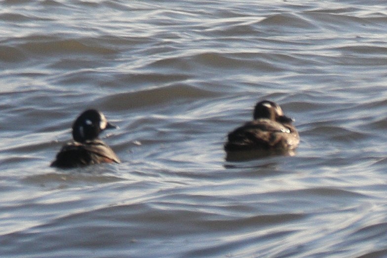 Palyaço Ördeği - ML646653702