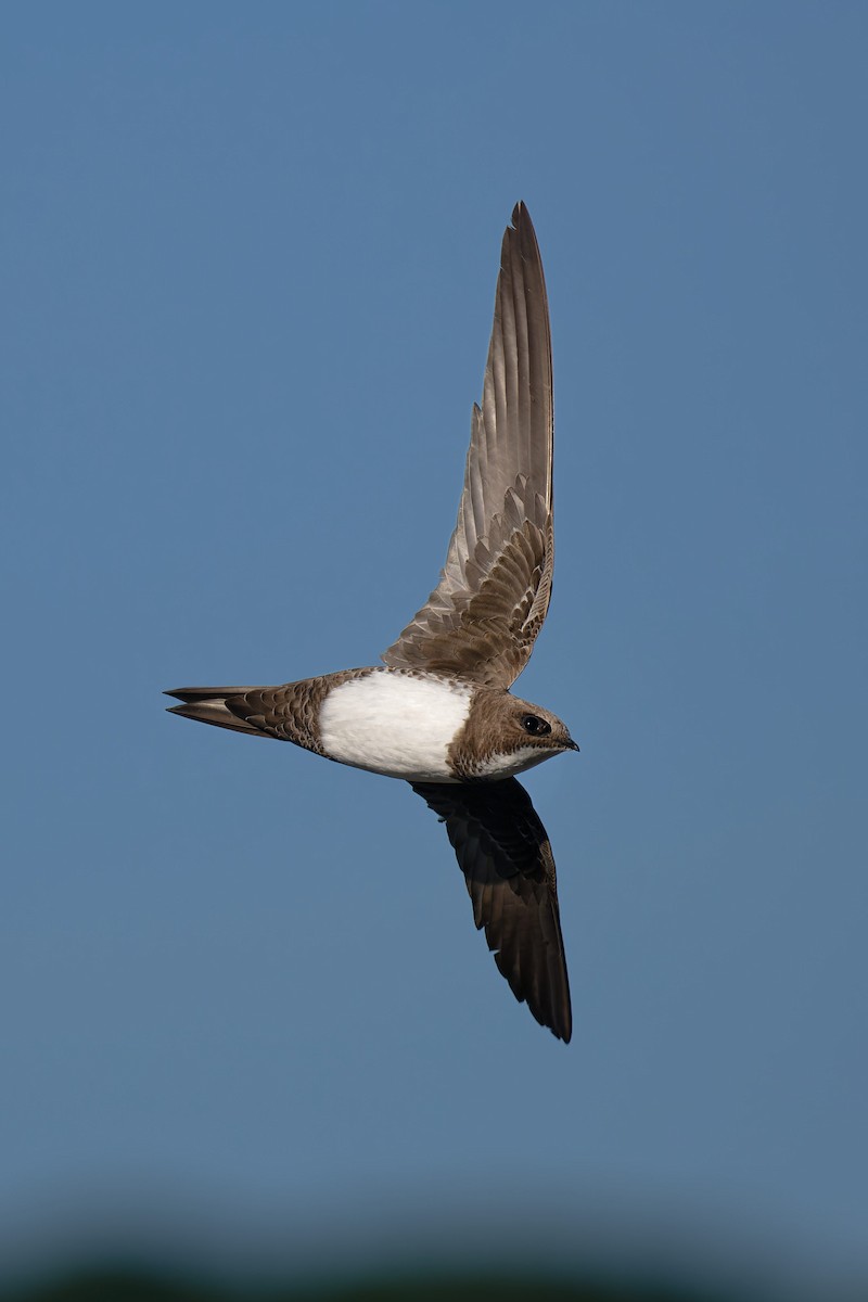 Malkar-sorbeltza - ML646653703