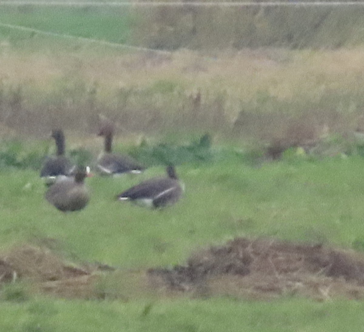 Гуска мала - ML646653704