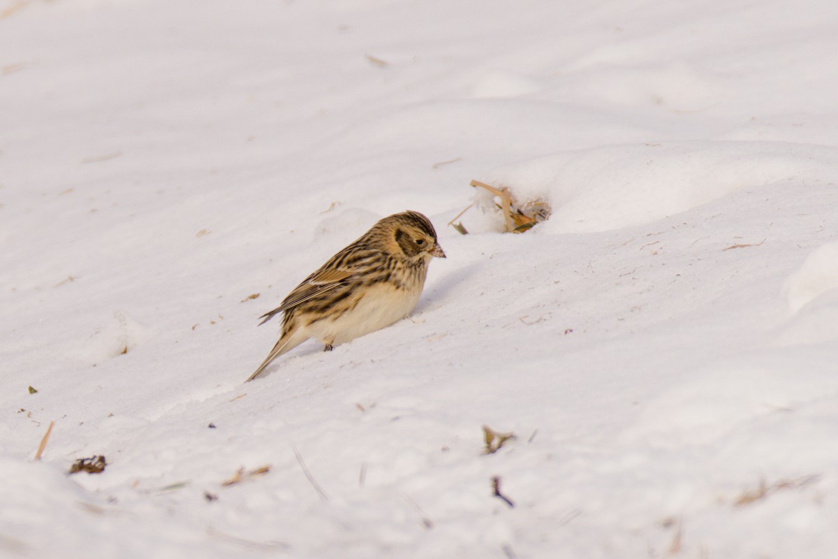 Lapland Longspur - ML646653705