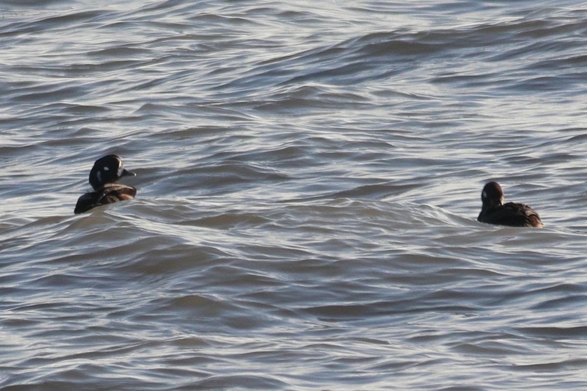 Palyaço Ördeği - ML646653707