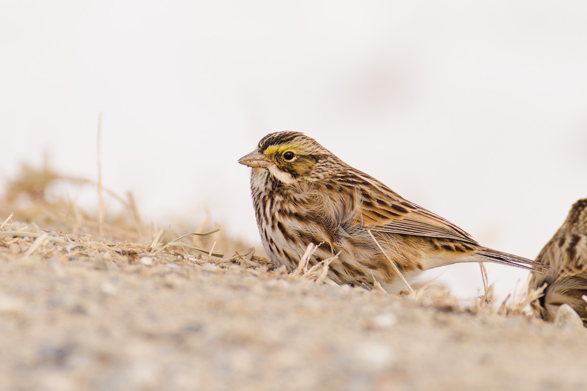 Bruant des prés - ML646653708