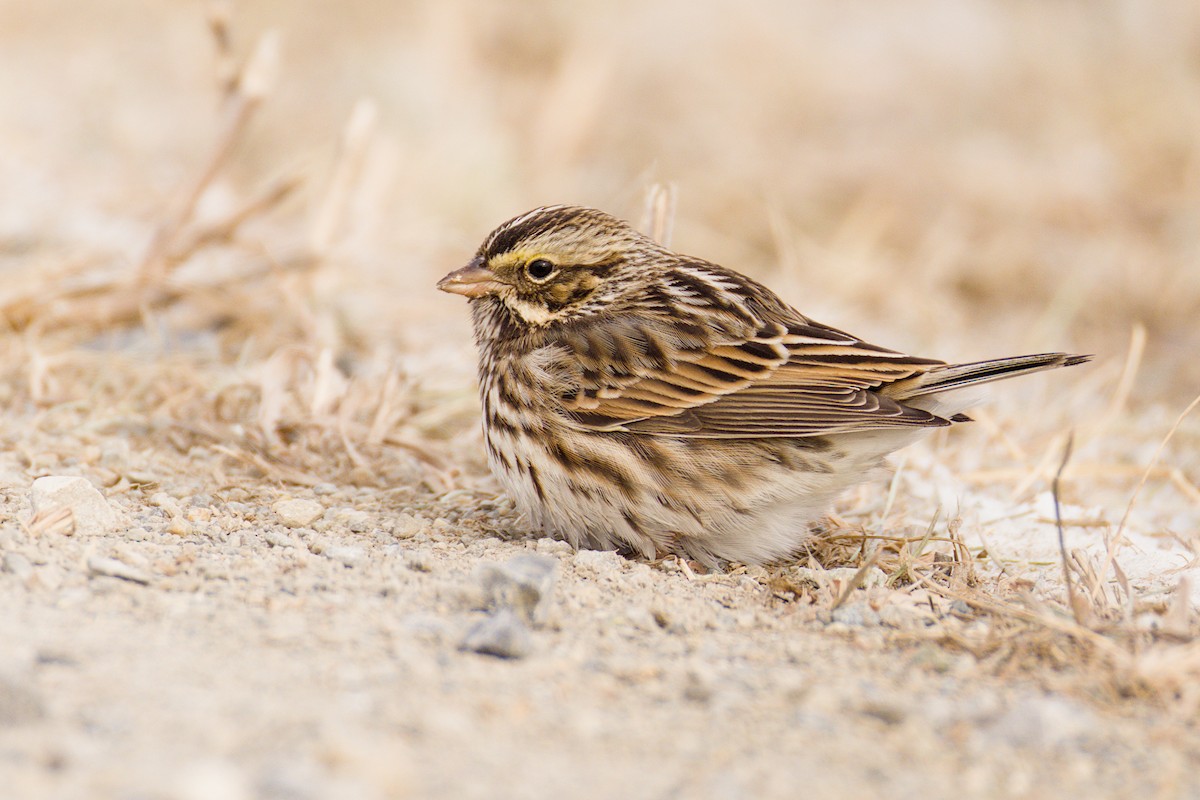 Bruant des prés - ML646653709