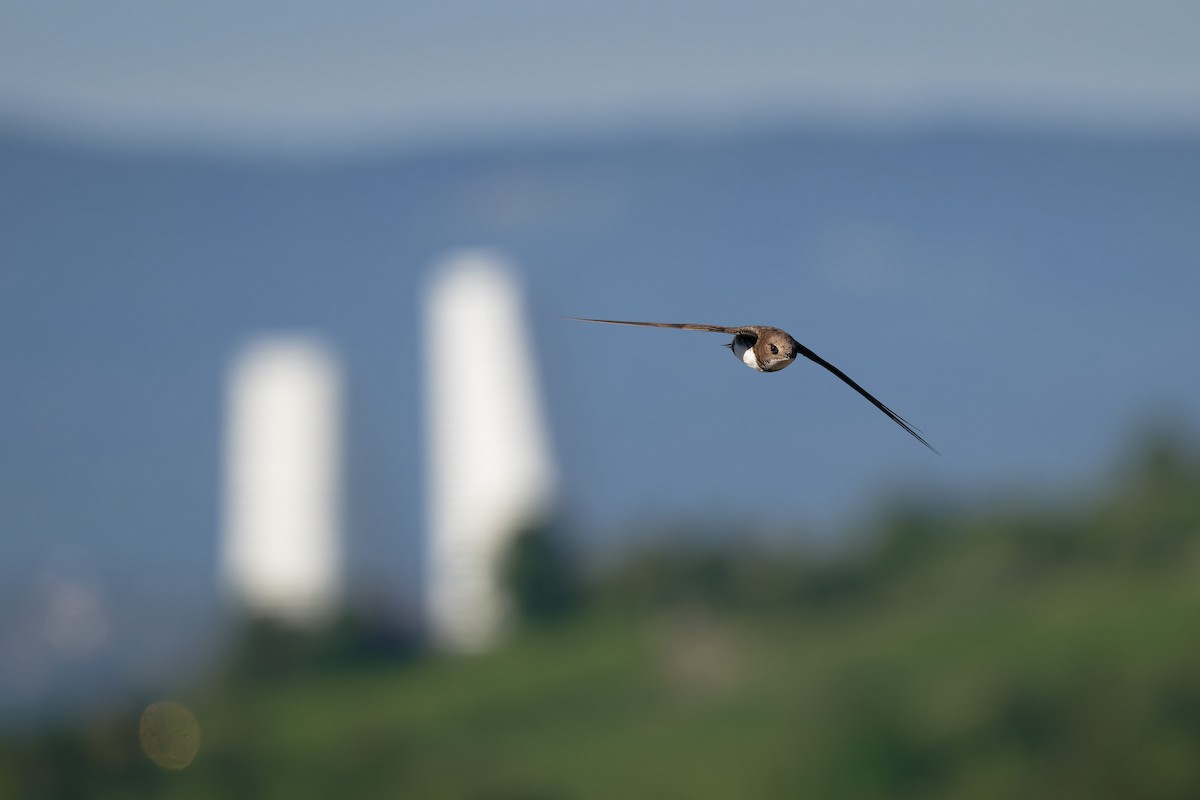 Malkar-sorbeltza - ML646653710