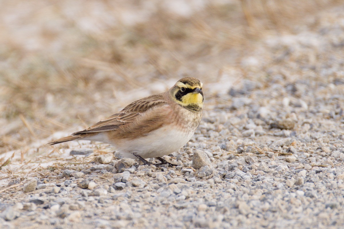 Horned Lark - ML646653715