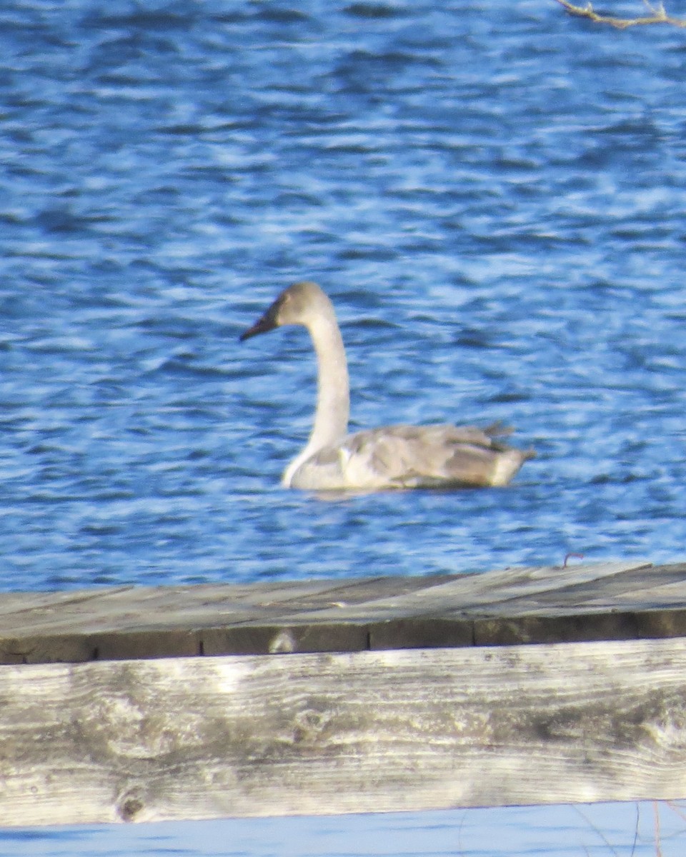 Trumpeter Swan - ML646653718