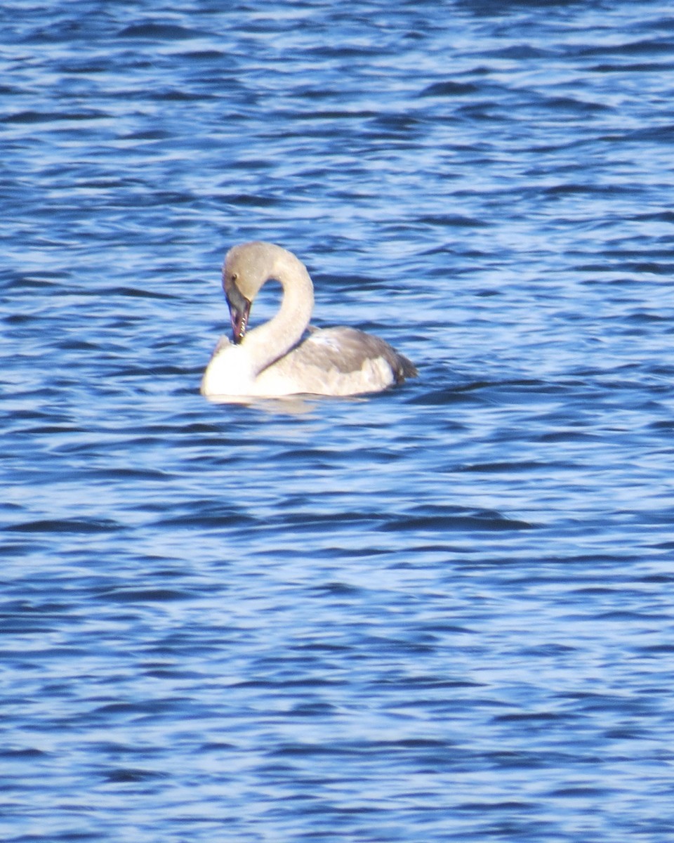 Trumpeter Swan - ML646653719