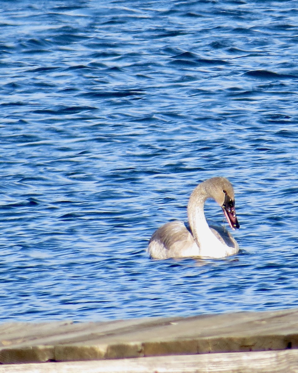 Trumpeter Swan - ML646653720