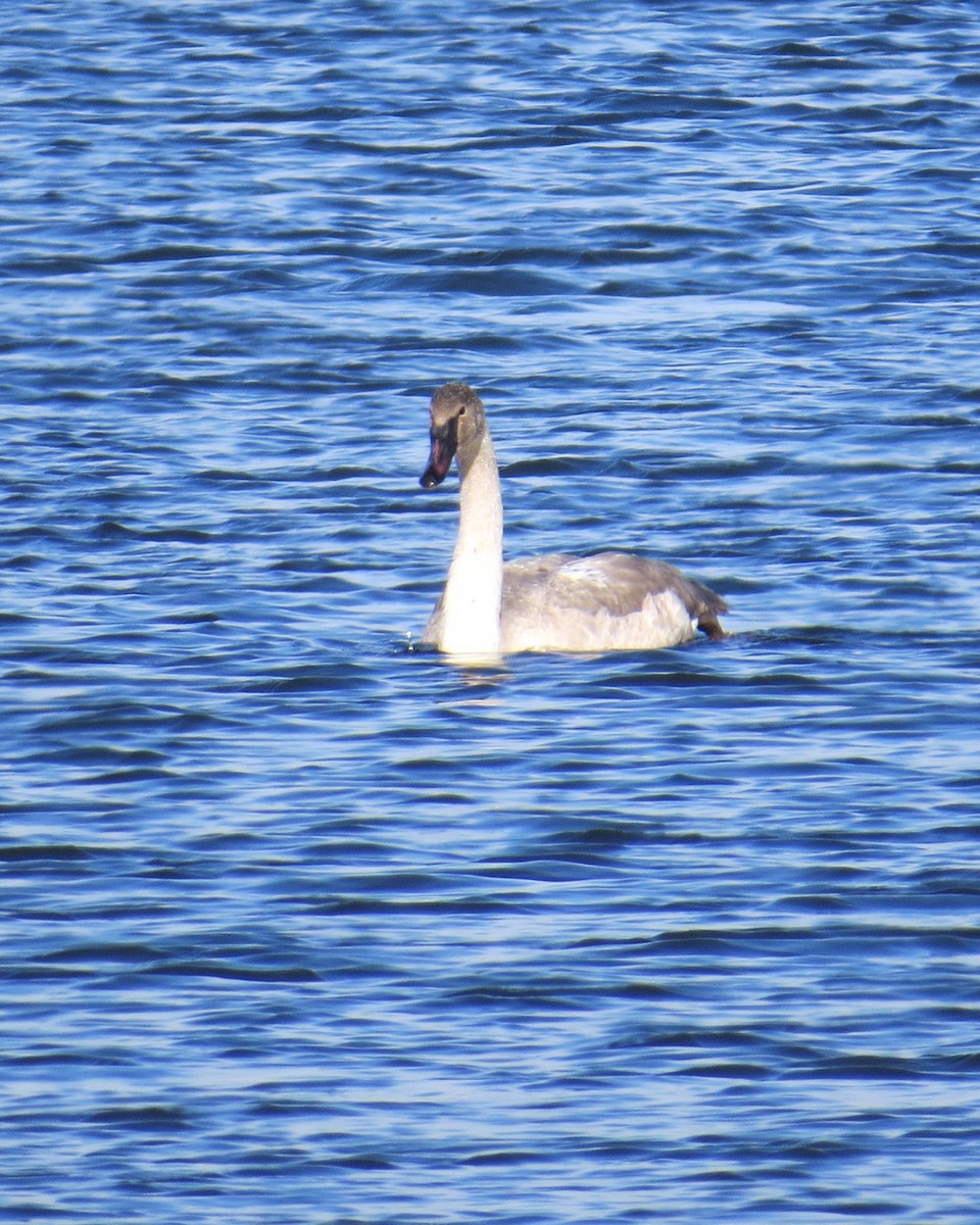Trumpeter Swan - ML646653721
