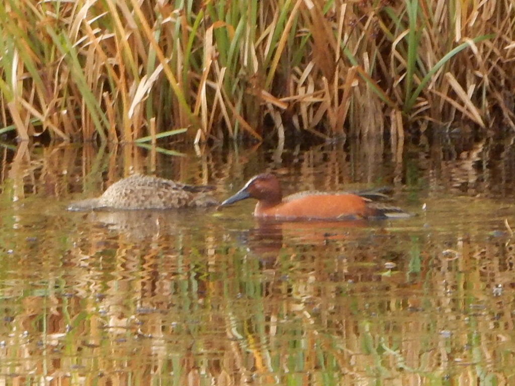 kaneland - ML646653723