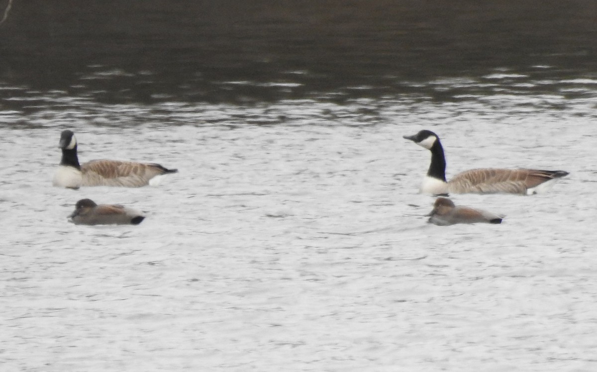 Серая утка - ML646653725