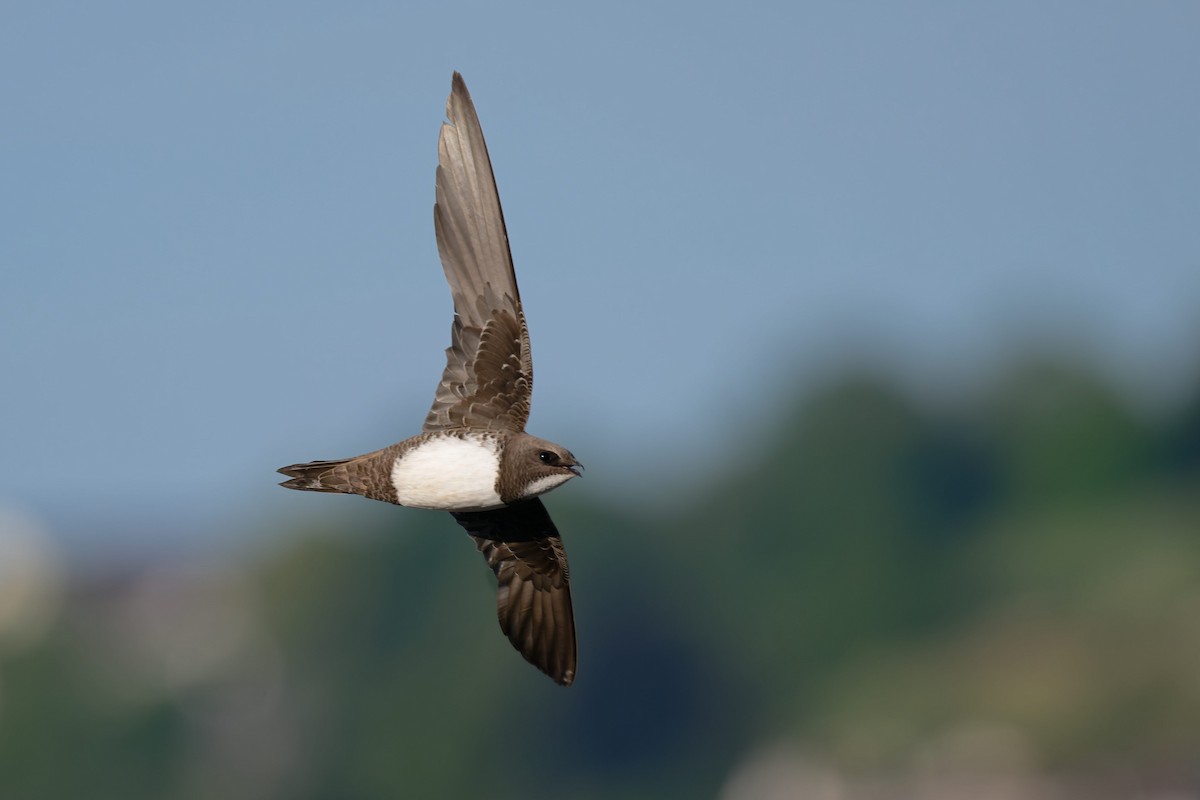 Malkar-sorbeltza - ML646653726