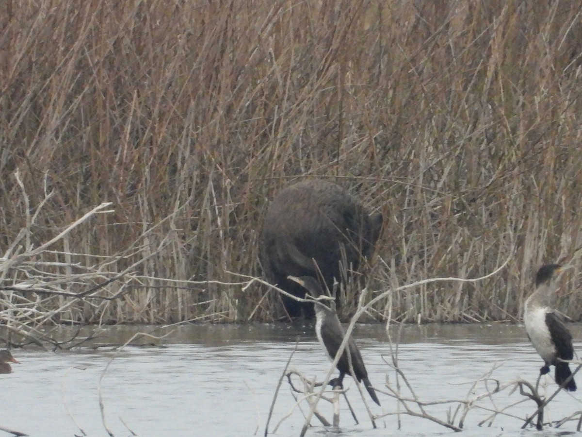 Animaux - ML646653728