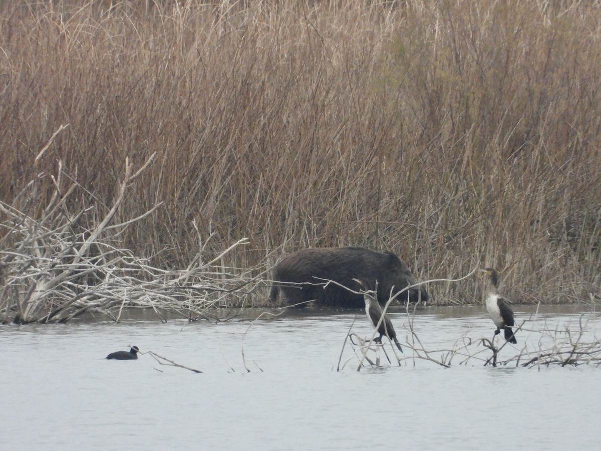 Animaux - ML646653729