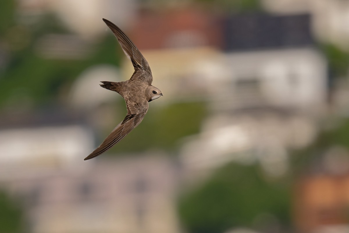 Malkar-sorbeltza - ML646653730