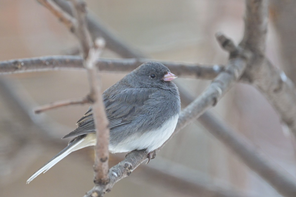 Dark-eyed Junco - ML646653731