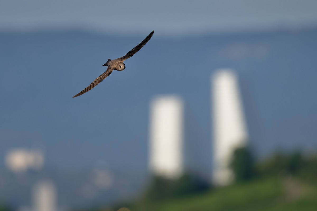 Malkar-sorbeltza - ML646653733