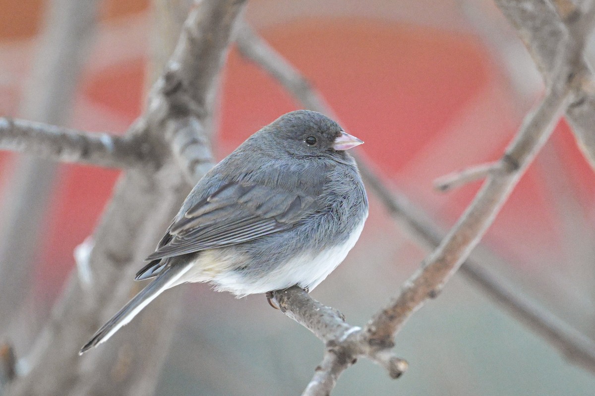 Dark-eyed Junco - ML646653735