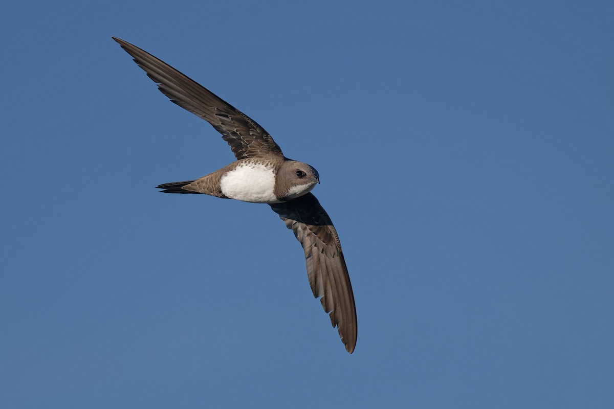 Malkar-sorbeltza - ML646653737